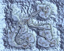 Northwind Canyon