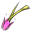 Hibiscus Bell+9