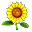 Sunflower — Consumable. Failure possible. Increases your defence value for 12 hours on success. The effect can be improved up to level 5 with more Sunflowers.