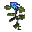 Erva Azul