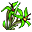 Northwind Blossom